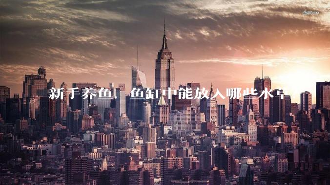 新手养鱼，鱼缸中能放入哪些水草？